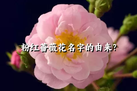 粉红蔷薇花名字的由来？