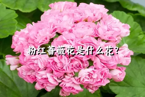 粉红蔷薇花是什么花？
