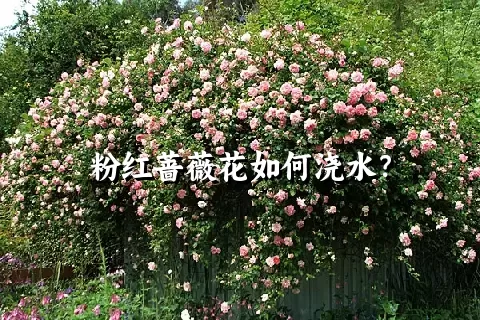 粉红蔷薇花如何浇水？