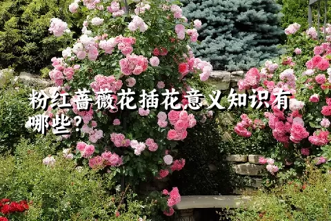 粉红蔷薇花插花意义知识有哪些？