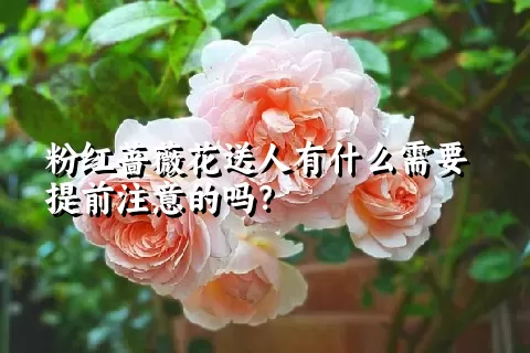粉红蔷薇花送人有什么需要提前注意的吗？