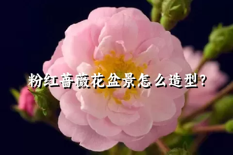 粉红蔷薇花盆景怎么造型？
