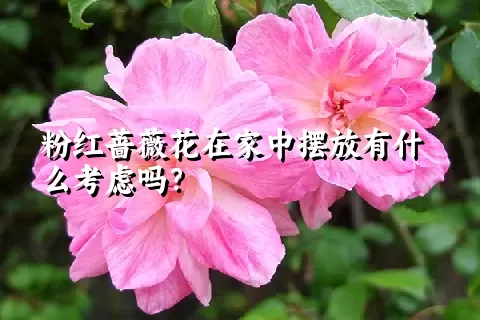 粉红蔷薇花在家中摆放有什么考虑吗？