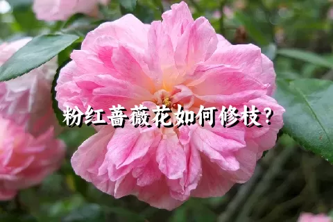 粉红蔷薇花如何修枝？