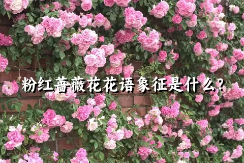 粉红蔷薇花花语象征是什么？