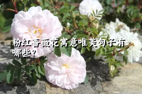 粉红蔷薇花寓意唯美句子有哪些？