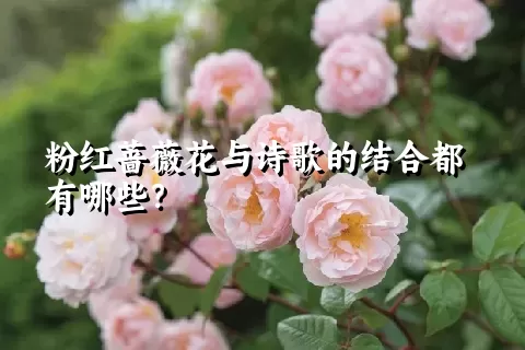 粉红蔷薇花与诗歌的结合都有哪些？