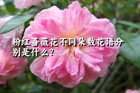 粉红蔷薇花不同朵数花语分别是什么？