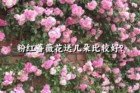 粉红蔷薇花送几朵比较好？