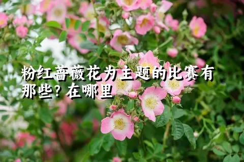 粉红蔷薇花为主题的比赛有那些？在哪里