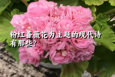 粉红蔷薇花为主题的现代诗有那些？