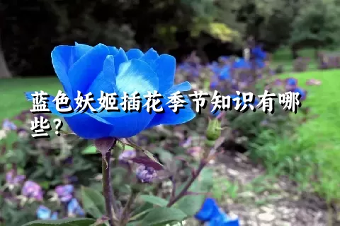 蓝色妖姬插花季节知识有哪些？