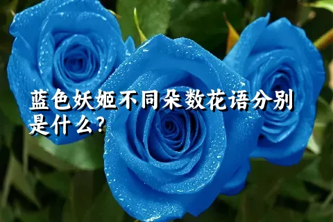 蓝色妖姬不同朵数花语分别是什么？