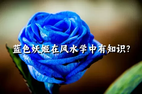 蓝色妖姬在风水学中有知识？