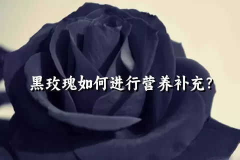 黑玫瑰如何进行营养补充？