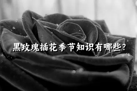 黑玫瑰插花季节知识有哪些？