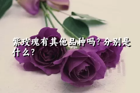 紫玫瑰有其他品种吗？分别是什么？