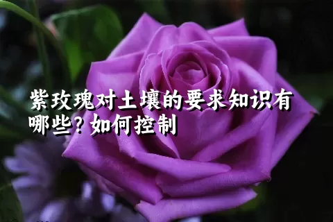 紫玫瑰对土壤的要求知识有哪些？如何控制
