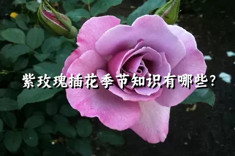 紫玫瑰插花季节知识有哪些？
