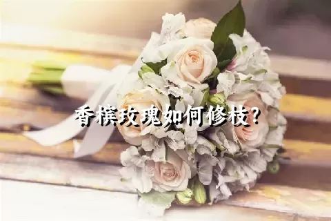 香槟玫瑰如何修枝？