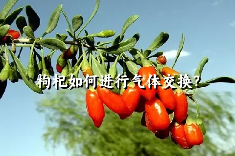 枸杞如何进行气体交换？