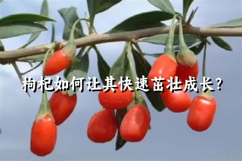 枸杞如何让其快速茁壮成长？