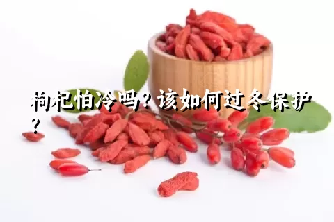 枸杞怕冷吗？该如何过冬保护？