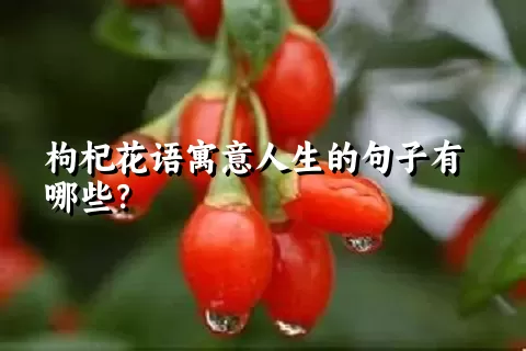 枸杞花语寓意人生的句子有哪些？