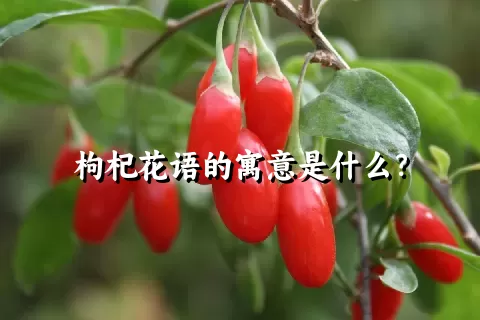 枸杞花语的寓意是什么？