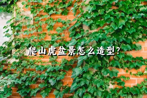 爬山虎盆景怎么造型？