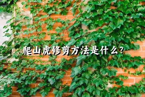 爬山虎修剪方法是什么？