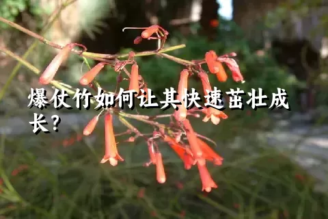 爆仗竹如何让其快速茁壮成长？