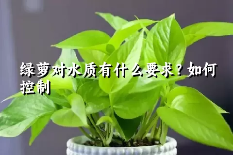 绿萝对水质有什么要求？如何控制