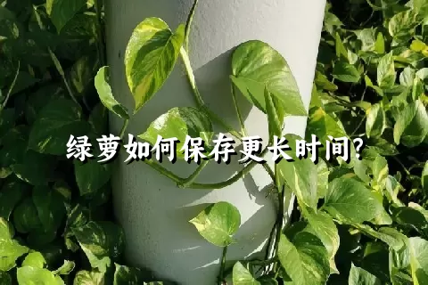 绿萝如何保存更长时间？