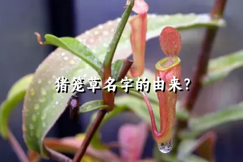 猪笼草名字的由来？