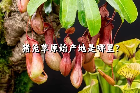 猪笼草原始产地是哪里？