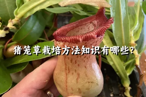 猪笼草栽培方法知识有哪些？