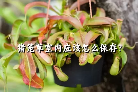 猪笼草室内应该怎么保存？