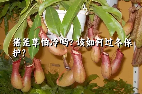 猪笼草怕冷吗？该如何过冬保护？