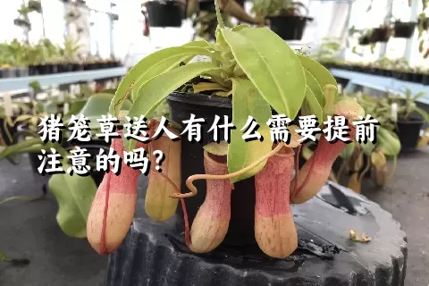 猪笼草送人有什么需要提前注意的吗？