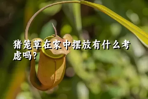 猪笼草在家中摆放有什么考虑吗？