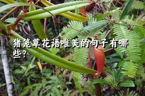 猪笼草花语唯美的句子有哪些？