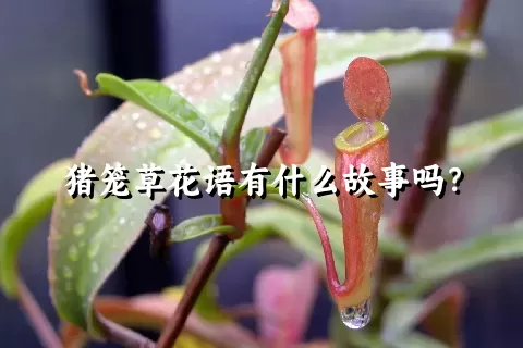 猪笼草花语有什么故事吗？
