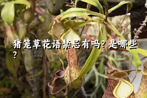 猪笼草花语禁忌有吗？是哪些？