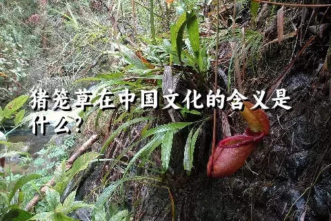 猪笼草在中国文化的含义是什么？
