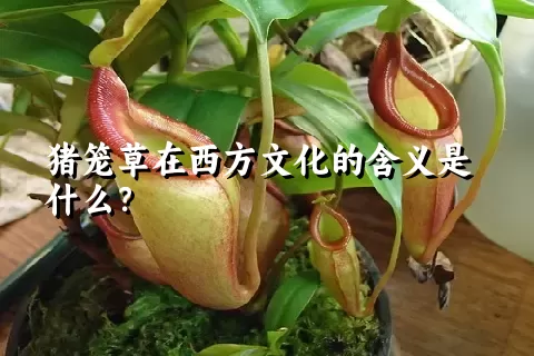 猪笼草在西方文化的含义是什么？