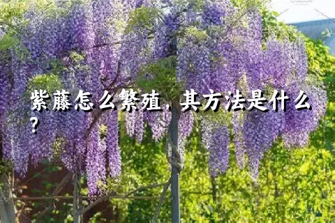 紫藤怎么繁殖，其方法是什么？