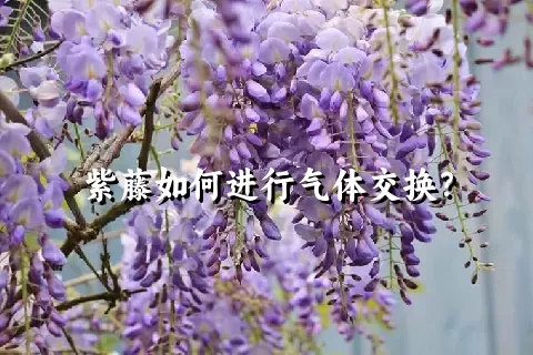 紫藤如何进行气体交换？