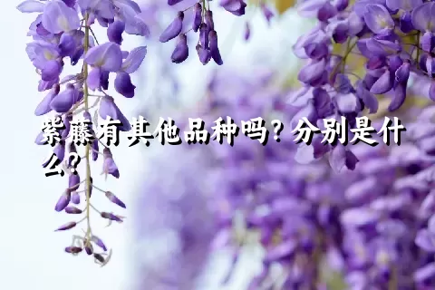 紫藤有其他品种吗？分别是什么？