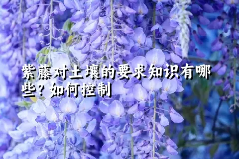 紫藤对土壤的要求知识有哪些？如何控制